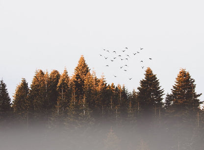 Misty forest of pine trees with birds in flight at golden hour