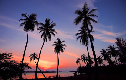 Tropical palm tree silhouettes against a vibrant sunset over calm coastal waters