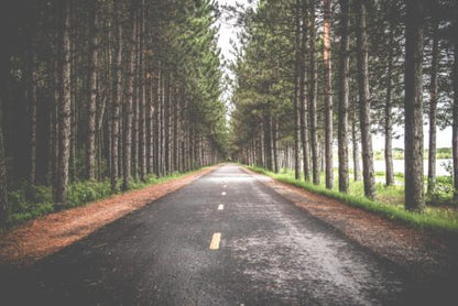 Tree-lined road through a tall pine forest