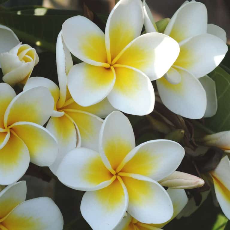 White Jasmine | Floral Scent | Air Esscentials
